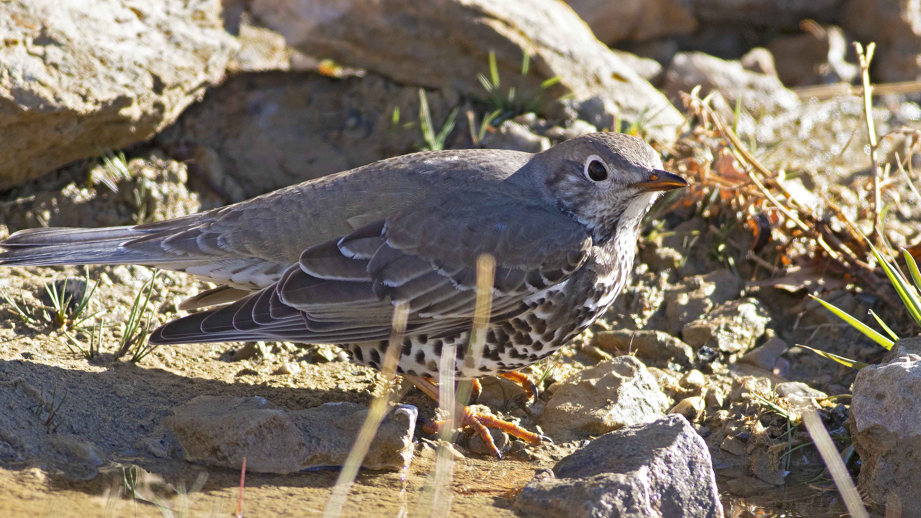Mistle Thrush